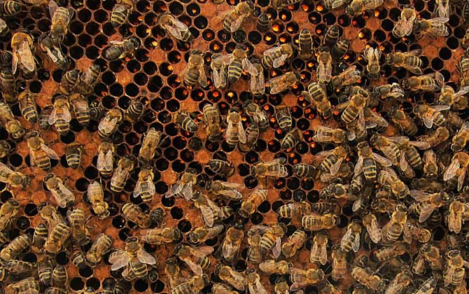 蜜蜂螺原體病的癥狀及防治 蜜蜂螺原體病