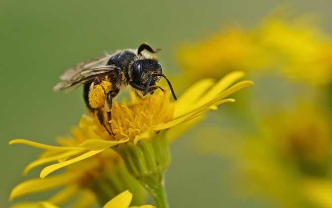「基礎(chǔ)篇」蜜蜂的初步認(rèn)識 蜜蜂