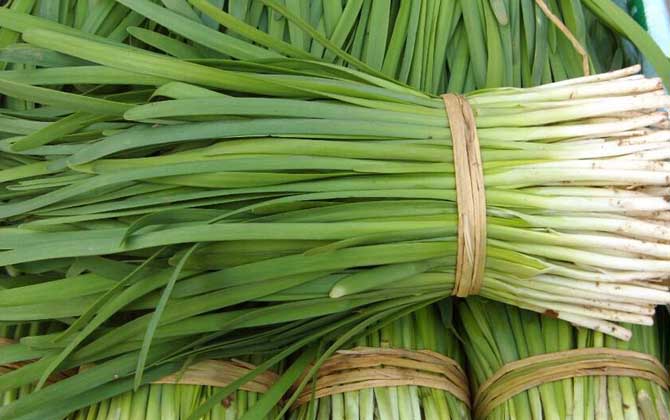 蜂蜜和哪些食物相克? 韭菜