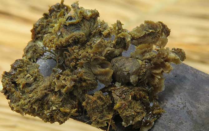 蜂膠有哪些副作用與禁忌? 蜂膠