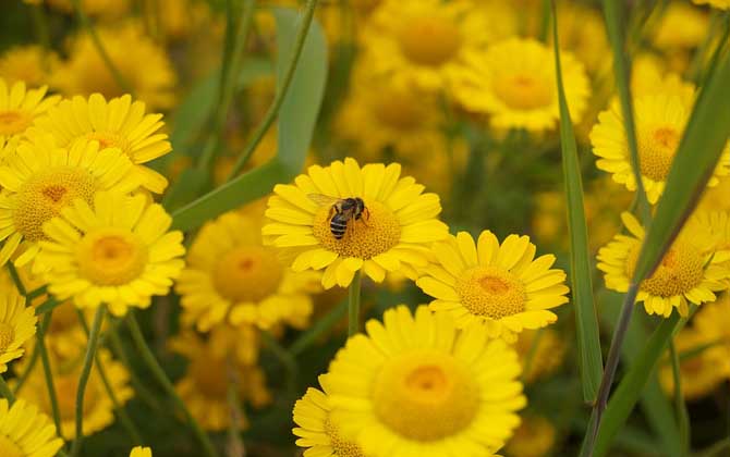 養蜂合作社都有哪些補貼? 養蜂補貼