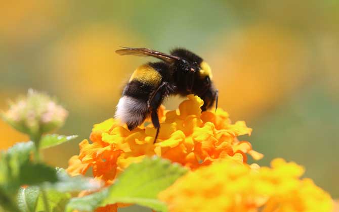 有哪些贊美蜜蜂的詩句? 贊美蜜蜂的詩句