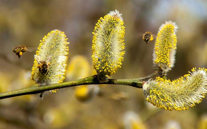 有哪些贊美蜜蜂的詩句? 贊美蜜蜂的詩句