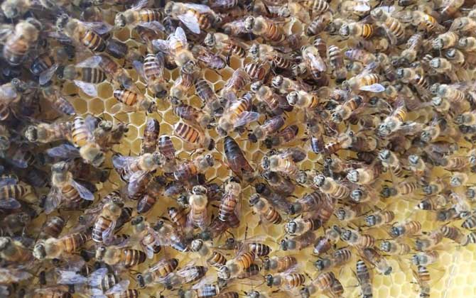 在農村老家養蜜蜂要花多少錢? 養蜜蜂