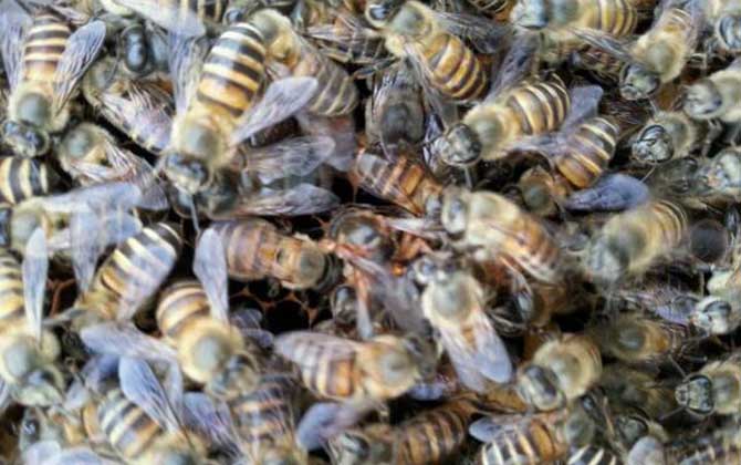 在農(nóng)村可以養(yǎng)蜜蜂嗎? 養(yǎng)蜂