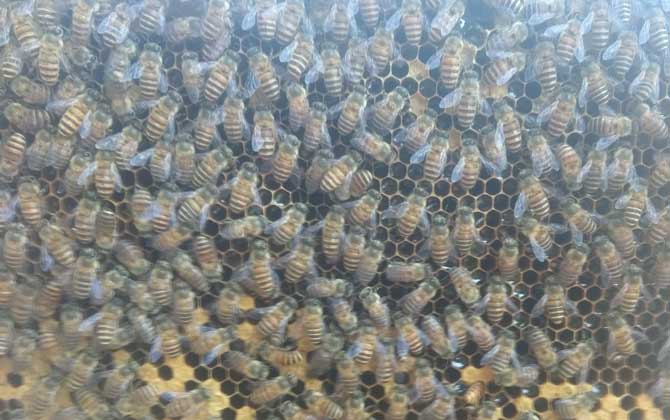 蜜蜂養(yǎng)殖成本和利潤怎么計算? 蜜蜂養(yǎng)殖