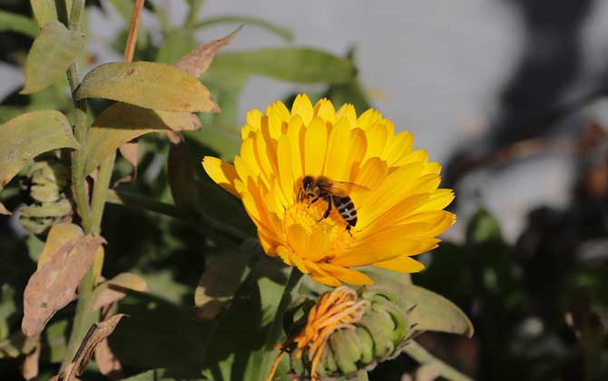 四大名蜂的名稱及特性 蜜蜂