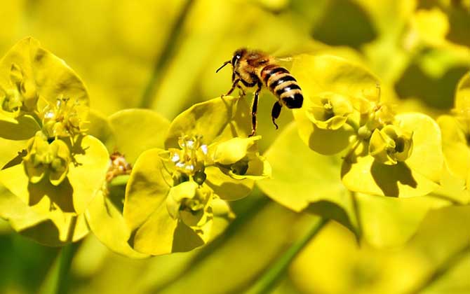 蜜蜂蟄了怎么消腫止癢? 蜜蜂