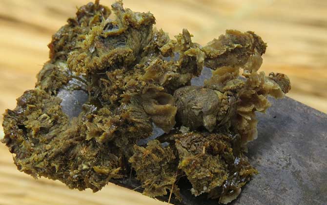 蜂產(chǎn)品的種類及圖片大全 蜂膠