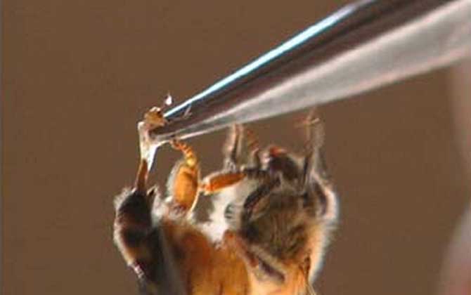 蜂產(chǎn)品的種類及圖片大全 蜂毒