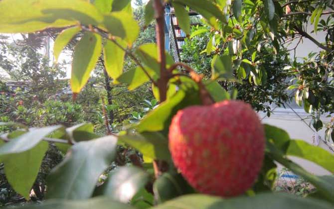 我國主要蜜源植物分布及花期 荔枝