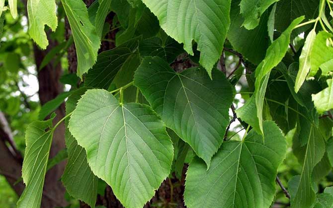 我國主要蜜源植物分布及花期 椴樹