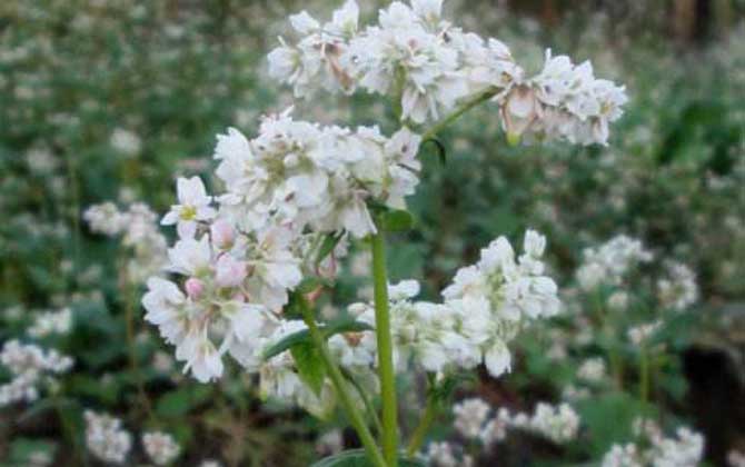 我國主要蜜源植物分布及花期 蕎麥