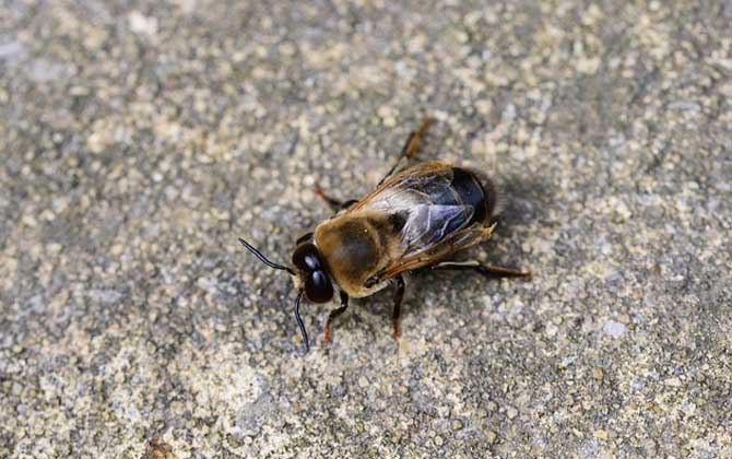 蜂群的組成是怎樣的? 雄蜂