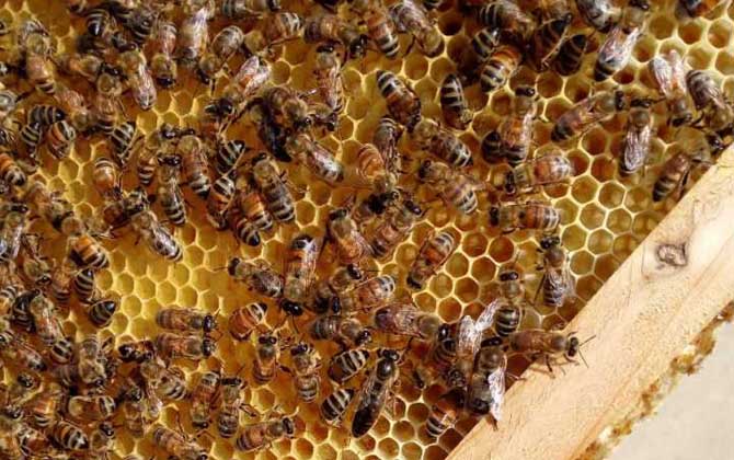 蜂王產(chǎn)卵后還會交尾嗎? 蜂王