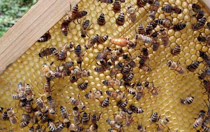 蜂王產(chǎn)卵后還會交尾嗎? 蜂王