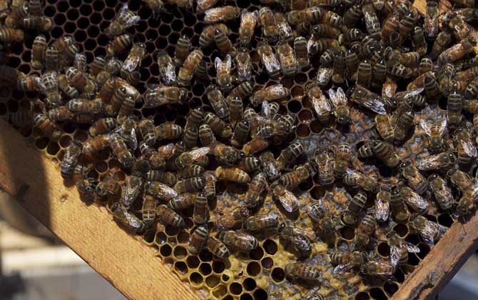 蜂王有什么特點? 蜂王