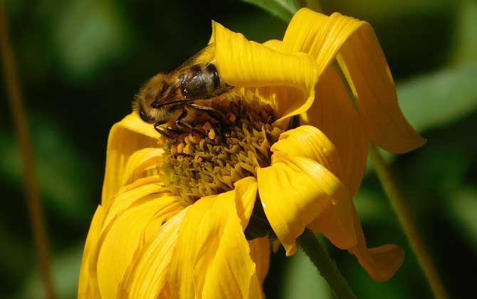 被蜜蜂蟄了找不到刺怎么辦? 蜜蜂