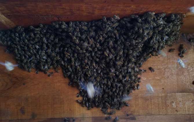 家里有蜜蜂窩怎么處理? 蜜蜂