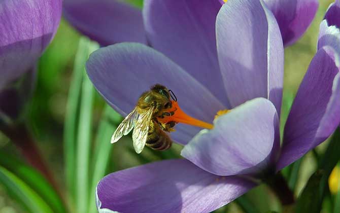 失王后工蜂會變成蜂王嗎? 工蜂