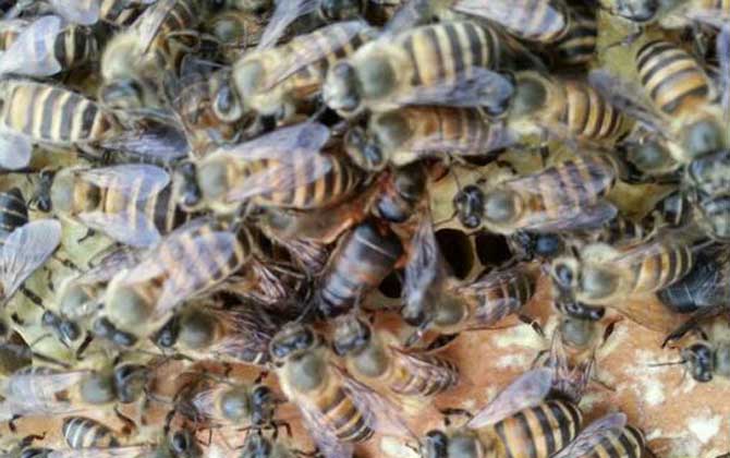 蜜蜂吃什么食物? 蜜蜂