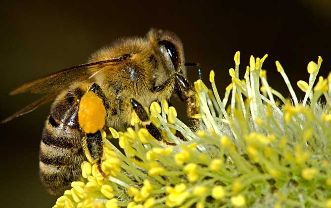蜜蜂王國(guó)有哪些神奇的奧秘? 蜜蜂