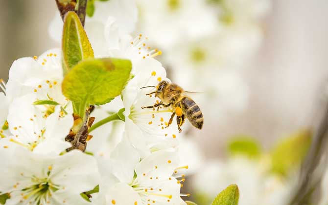 蜜蜂王國(guó)有哪些神奇的奧秘? 蜜蜂