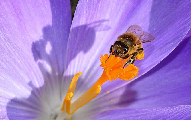 蜜蜂的習性及發育過程 蜜蜂