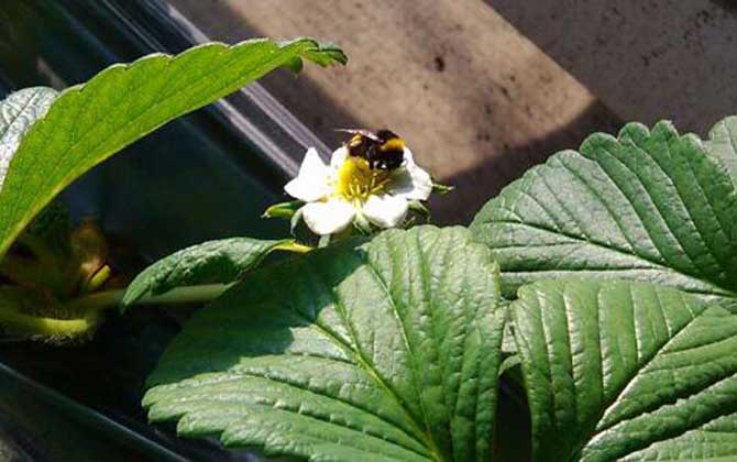 熊蜂的種類及圖片大全 熊蜂