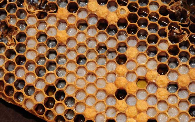 雄蜂從卵到出房要多少天? 蜜蜂