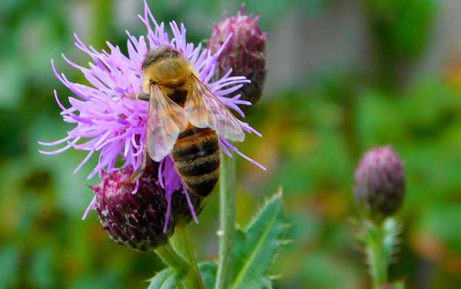 蜜蜂不釀蜜是什么原因? 蜜蜂
