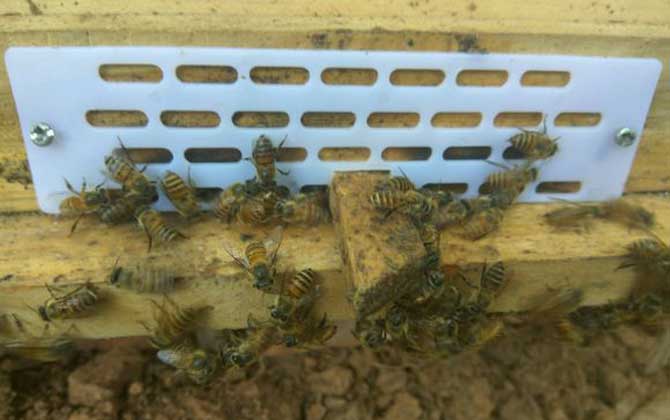 分蜂是老王走還是新王走? 分蜂