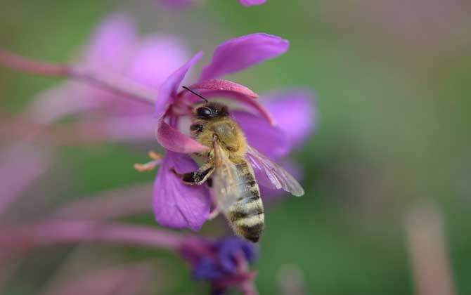 蜜蜂在風水學上的說法是什么? 蜜蜂