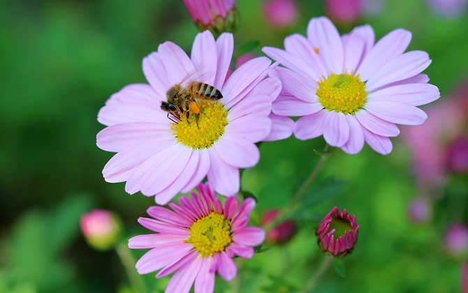 蜜蜂蜇人預示什么? 蜜蜂