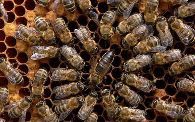 黑蜂有毒嗎? 黑蜂