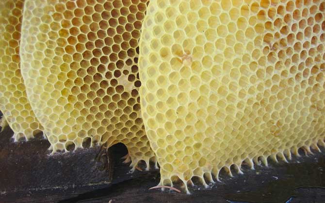 怎樣養蜜蜂才不會逃跑? 養蜂