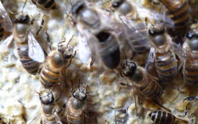 中蜂雙王群高效養(yǎng)殖技術(shù) 中蜂雙王群