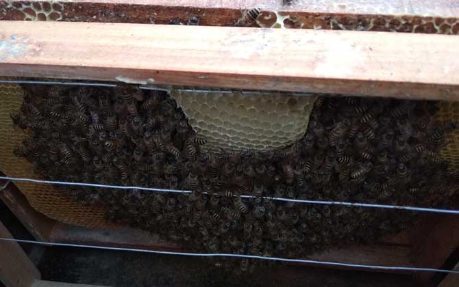 中蜂雙王群高效養(yǎng)殖技術(shù) 中蜂雙王群