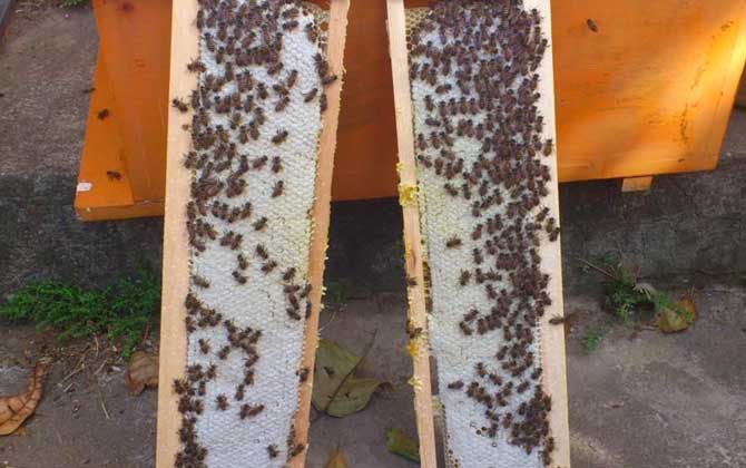 中蜂雙王群高效養(yǎng)殖技術(shù) 中蜂雙王群