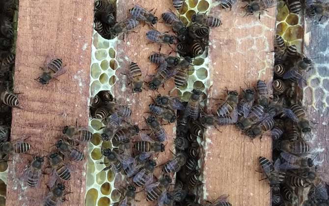 中蜂雙王群高效養(yǎng)殖技術(shù) 中蜂雙王群