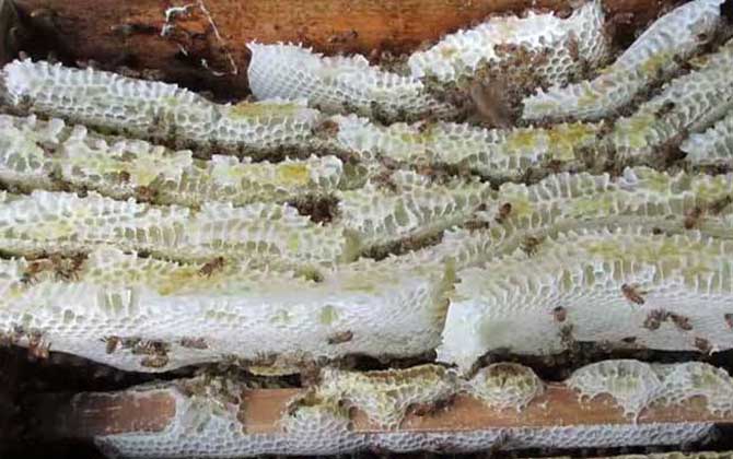 中蜂雙王群高效養(yǎng)殖技術(shù) 中蜂雙王群