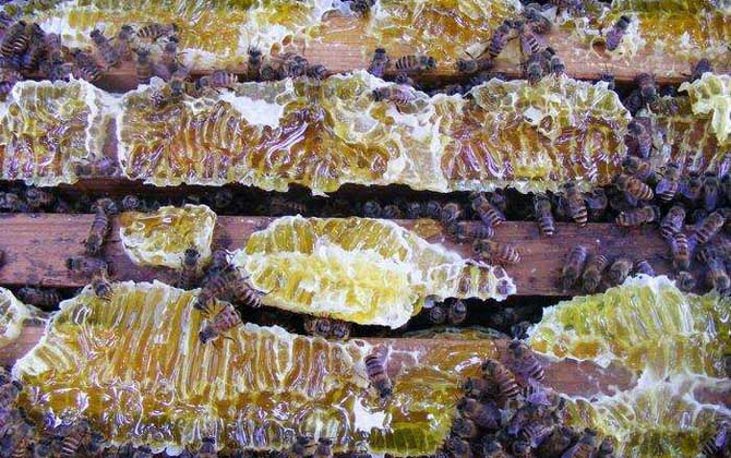 野生中華蜜蜂誘捕技術 中華蜜蜂