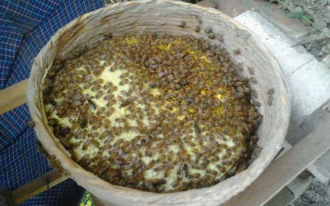 土養中蜂幾月份割蜜? 土養中蜂