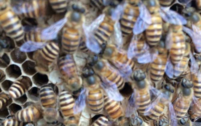 石洞里的野生蜜蜂如何收捕? 野生蜜蜂如何收捕