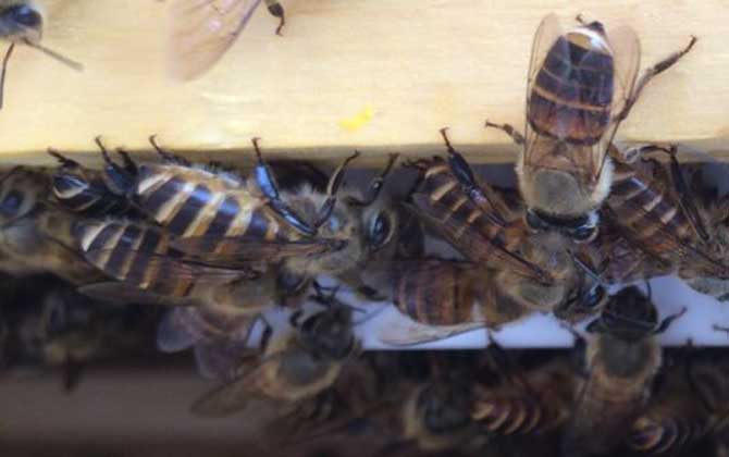 中蜂可不可以養(yǎng)雙王群? 中蜂雙王群