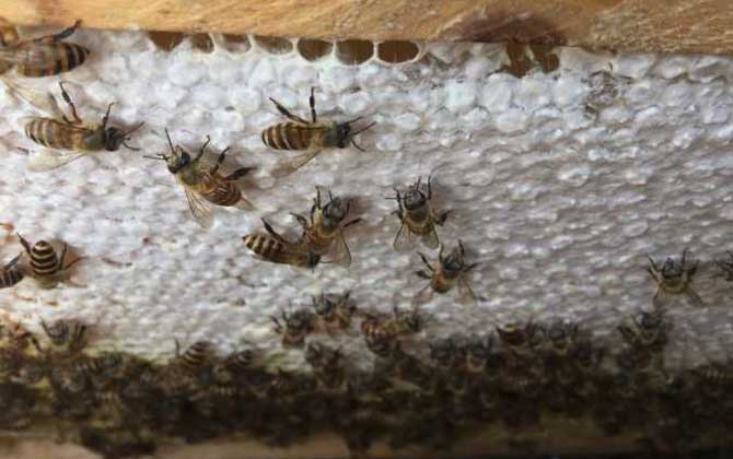 中蜂可不可以養(yǎng)雙王群? 中蜂雙王群