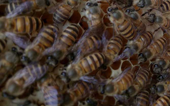 剛收的蜜蜂沒有蜂王怎么辦? 蜜蜂