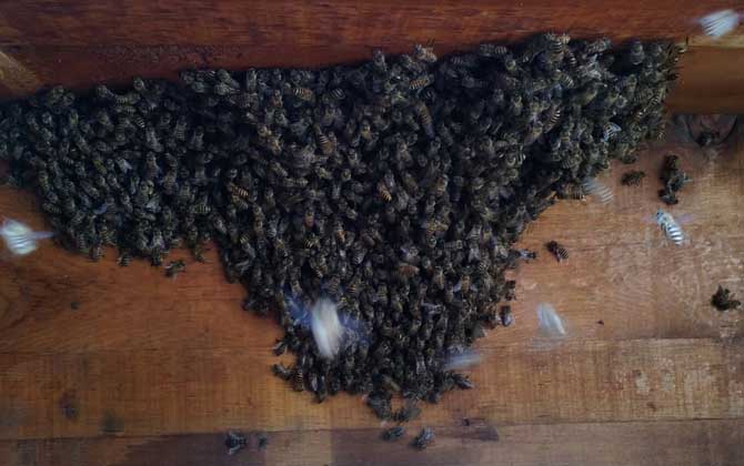 家庭養(yǎng)蜂技術(shù)