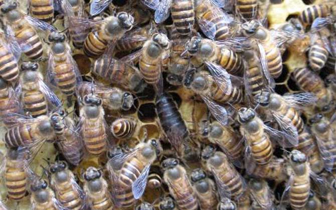 阿壩中蜂有哪些優點和缺點? 阿壩中蜂