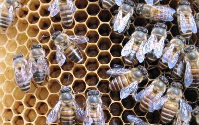 阿壩中蜂有哪些優點和缺點? 阿壩中蜂